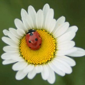 Meet your Posher, Cherilee